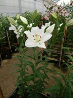 [4373 Snow Patro ST No101.JPG]